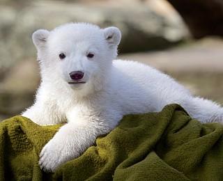 Knut Eisbär Berlin Zoo Knut Eisbär Berlin Zoo