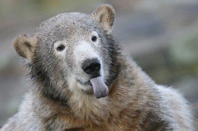 Knut Eisbär Berlin Zoo Knut Eisbär Berlin Zoo