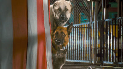Cats & Dogs 2 Filmcheck Die Rache der Kitty Kahlohr Cats & Dogs 2 Filmcheck Die Rache der Kitty Kahlohr