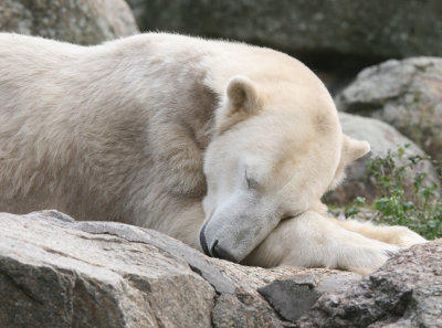 Knut Eisbär Berlin Zoo Knut Eisbär Berlin Zoo