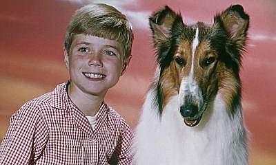 Tiere spielen Hollywoodstars an die Wand Tiere spielen Hollywoodstars an die Wand