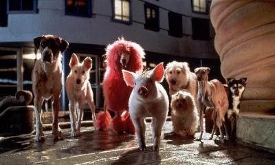Tiere spielen Hollywoodstars an die Wand Tiere spielen Hollywoodstars an die Wand