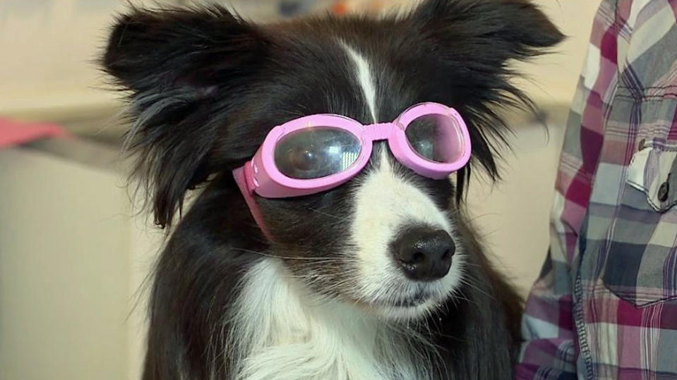 Braucht Ihr Hund eine Brille? An diesen Anzeichen erkennen Sie, dass