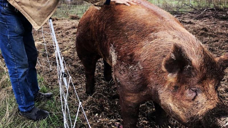 Chris Pratt trauert um sein Wildschwein Magnus Chris Pratt betrauert sein Wildschwein
