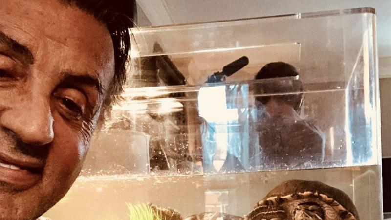 Sylvester Stallone: Er behielt die Schildkröten Sylvester Stallone: Er behielt die Schildkröten