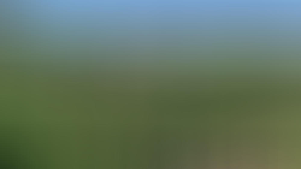 Sarah Michelle Gellar reitet durch die Weinberge Sarah Michelle Gellar beim Reiten