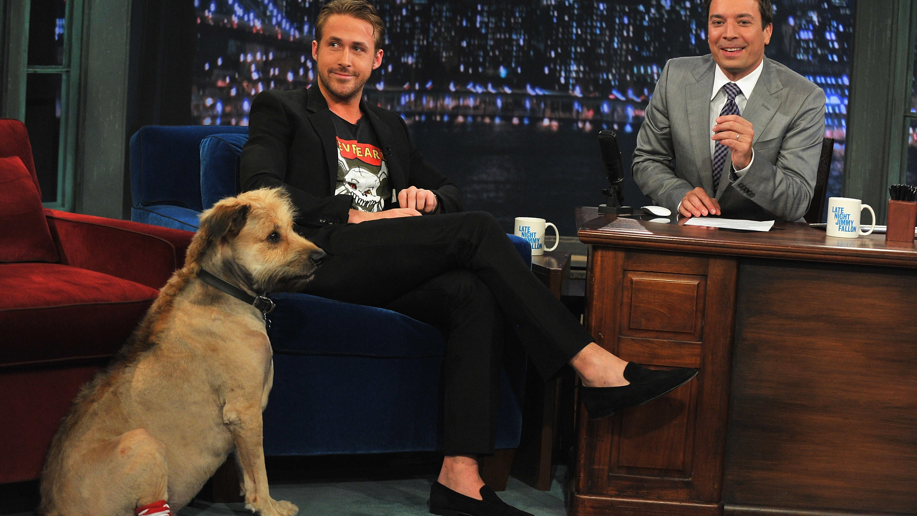 Eva Mendes und Ryan Gosling: Vierbeiniger Familienzuwachs namens Lucho Ryan Gosling in der "Late Night With Jimmy Fallon"-Show mit Hund George 2011