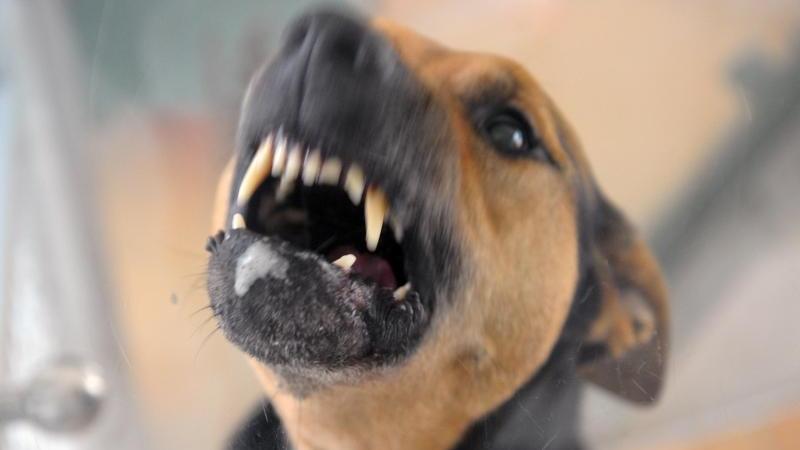 HundeAttacke in Obersalwey Zweijährige durch Bisse schwer verletzt