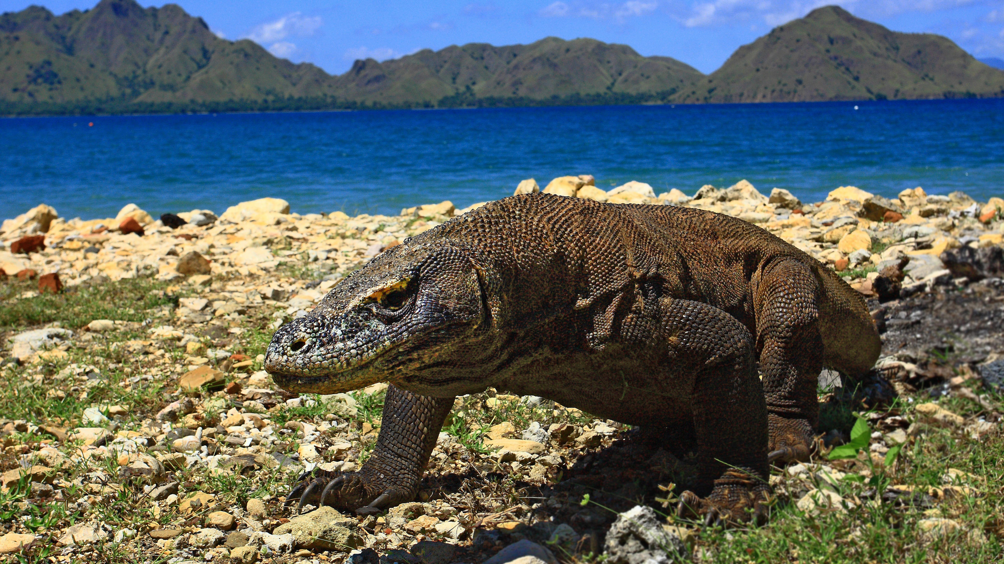 Lastwagen vs. Komodowaran: Foto versetzt Umweltschützer in Sorge Komodowaran auf der Komodo Insel, einem Nationalpark in Indonesien
