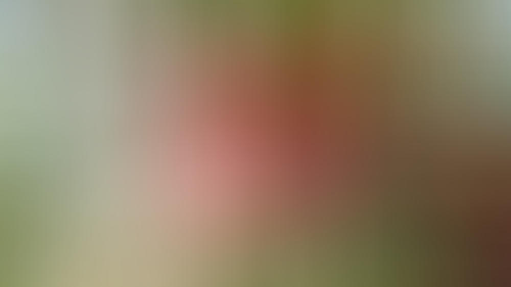 Damit die Ernte gelingt: Alles Wissenswerte rund um die Apfelsaison Damit die Ernte gelingt: Alles Wissenswerte rund um die Apfelsaison