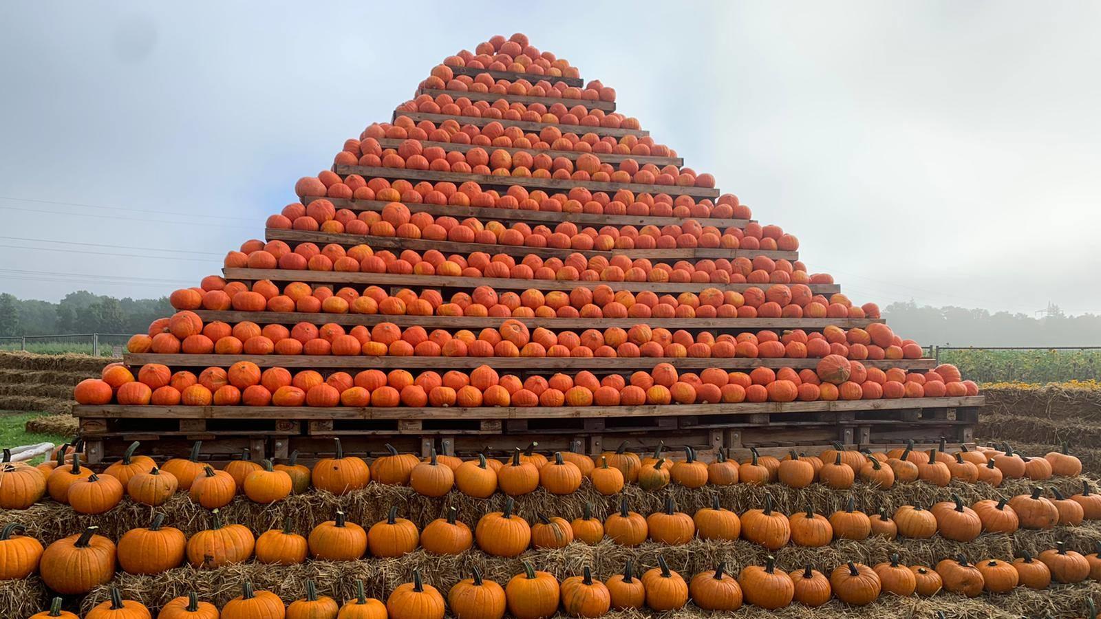 Hier können Sie die Herbstferien trotz Corona mit Kindern genießen Kürbis-Pyramide Hof Bartels