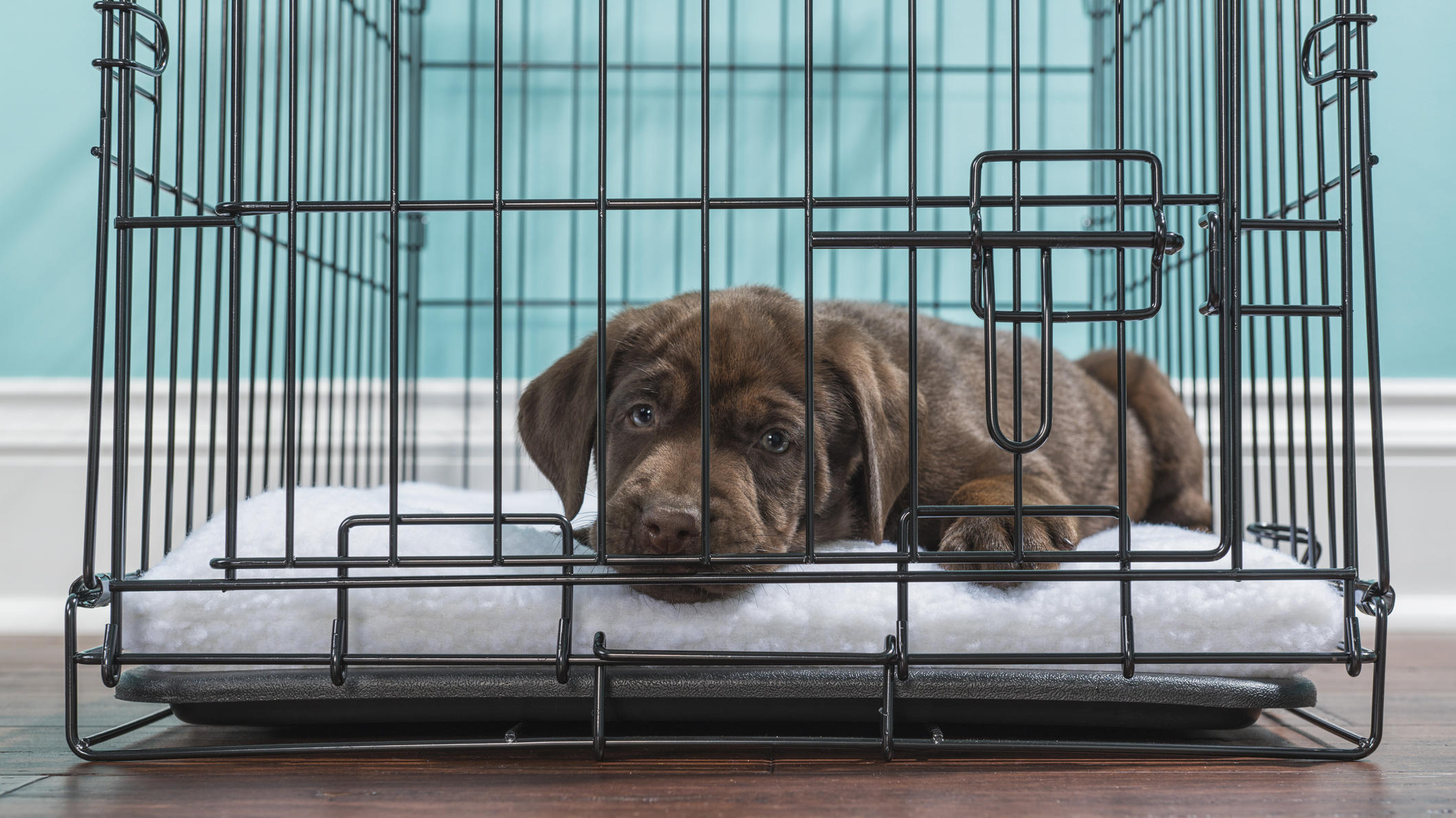 Welpen an Hundebox gewöhnen Hundeprofi Martin Rütter gibt