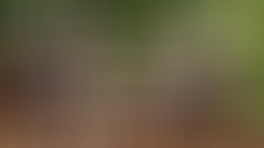 Wirbel um das Dschungelcamp und das Netz steht Kopf Wirbel um das Dschungelcamp und das Netz steht Kopf