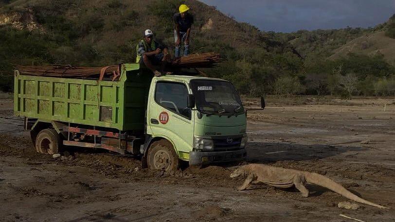 Lastwagen vs. Komodowaran: Foto versetzt Umweltschützer in Sorge Beim Bau der Tourismus-Attraktion "Jurassic Park" auf Rinca treffen Arbeiter auf einen Komodowaran.