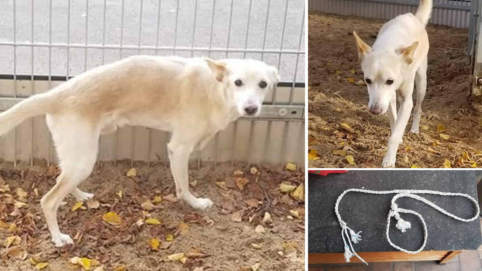 Tierquälerei in Frankfurt Hund an Strick angebunden &amp; zum Sterben