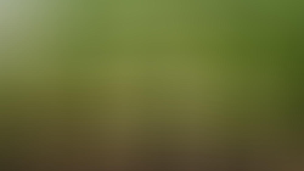 Wie man Eierschalen im Haushalt wiederverwertet Wie man Eierschalen im Haushalt wiederverwertet
