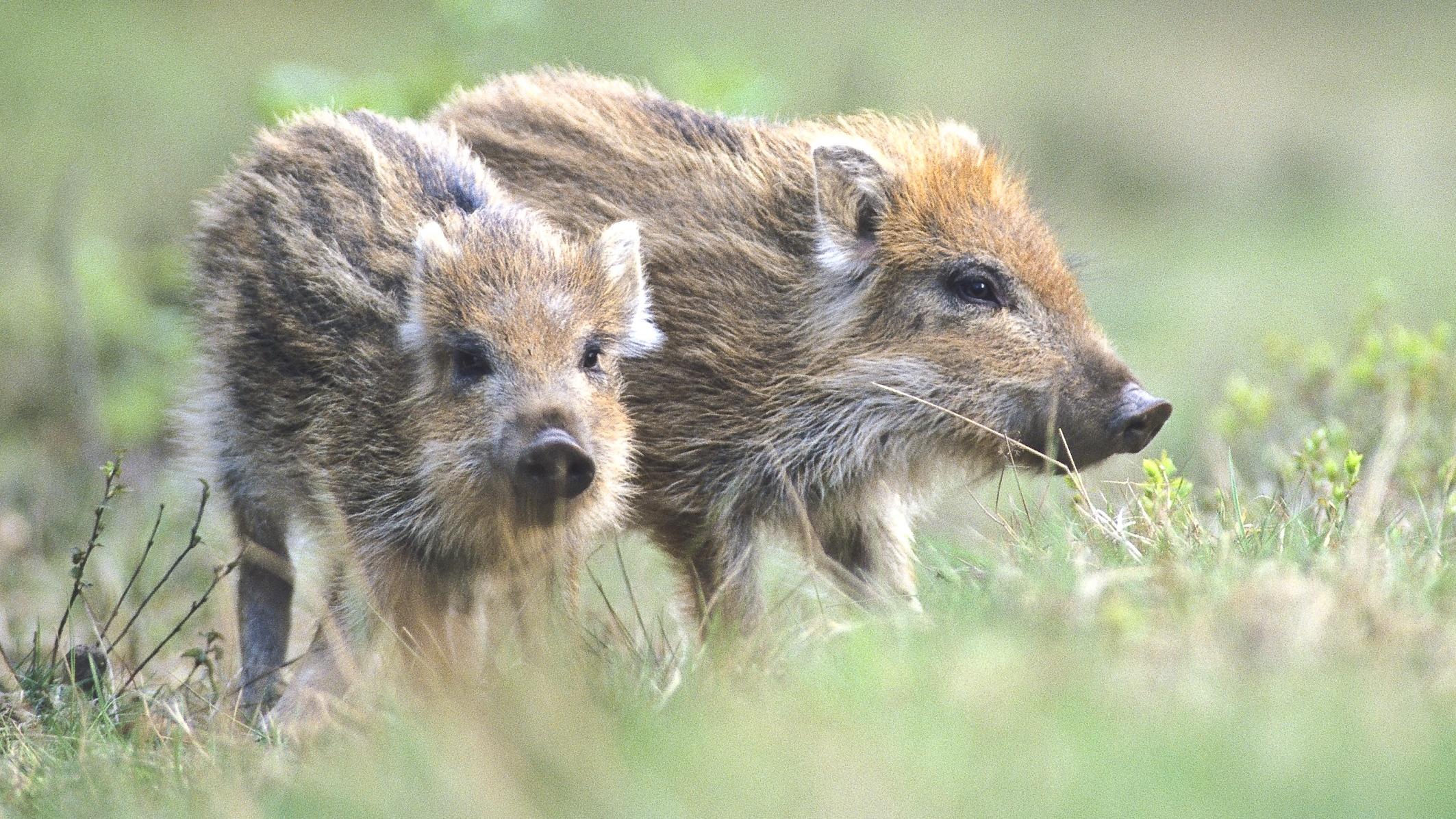 Neun Frischlinge bei Feldarbeit absichtlich geschreddert? Bauer soll Frischlinge getötet haben