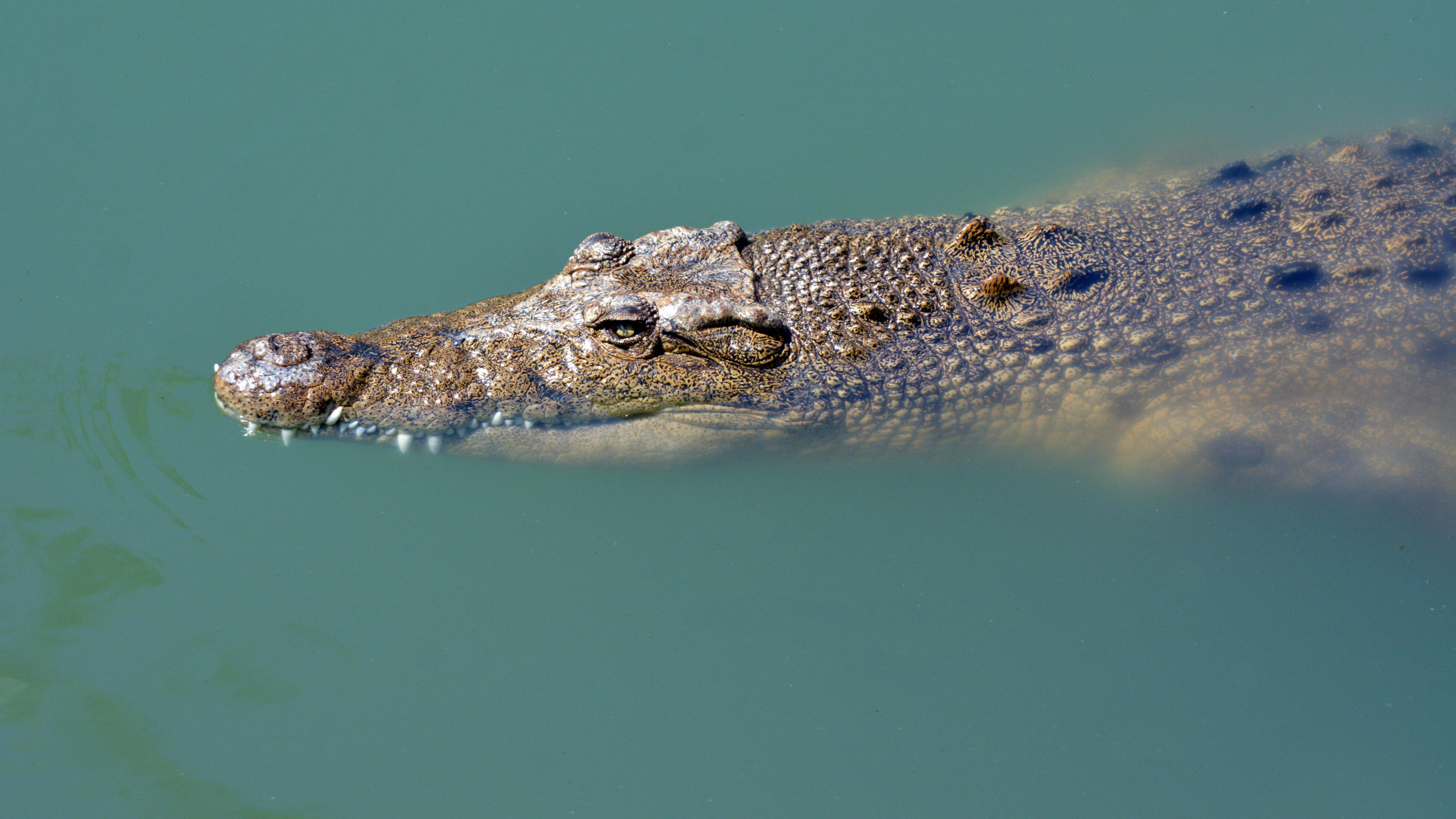 Kind (8) aus Bauch eines Krokodils geschnitten Krokodil