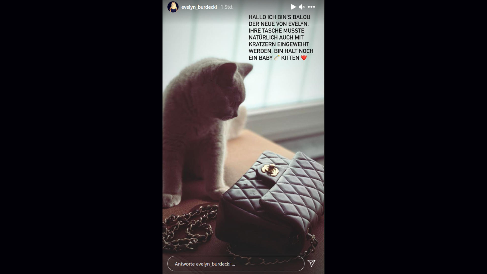 Evelyn Burdecki hat tierischen Nachwuchs bekommen: So putzig sieht Kater Balou aus Er sieht unschuldig aus, doch er hat es faustdick hinter den flauschigen Ohren: Evelyn Burdeckis Kater Balou.