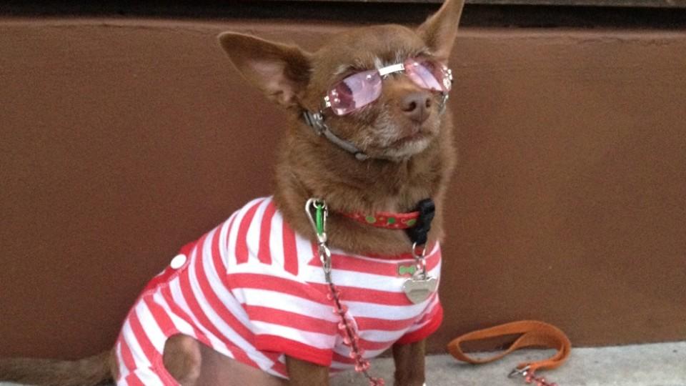 'Dress Like Your Dogs': So feiern die Amis Weihnachten mit ihren Vierbeinern Hollywood-Blog
