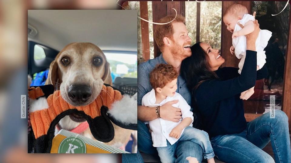 Ein Hund für Archie und Lillibet Familienzuwachs für Prinz Harry und Herzogin Meghan