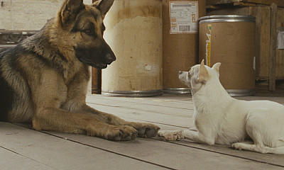 Beverly Hills Chihuahua Filmcheck