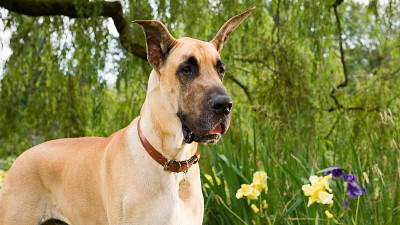 Marmaduke Filmcheck