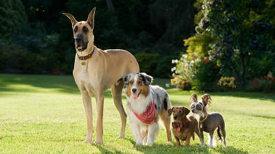 Marmaduke Filmcheck