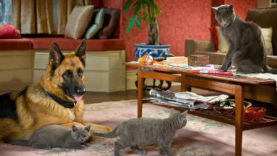 Cats & Dogs 2 Filmcheck Die Rache der Kitty Kahlohr