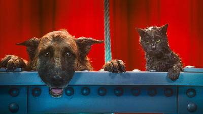 Cats & Dogs 2 Filmcheck Die Rache der Kitty Kahlohr