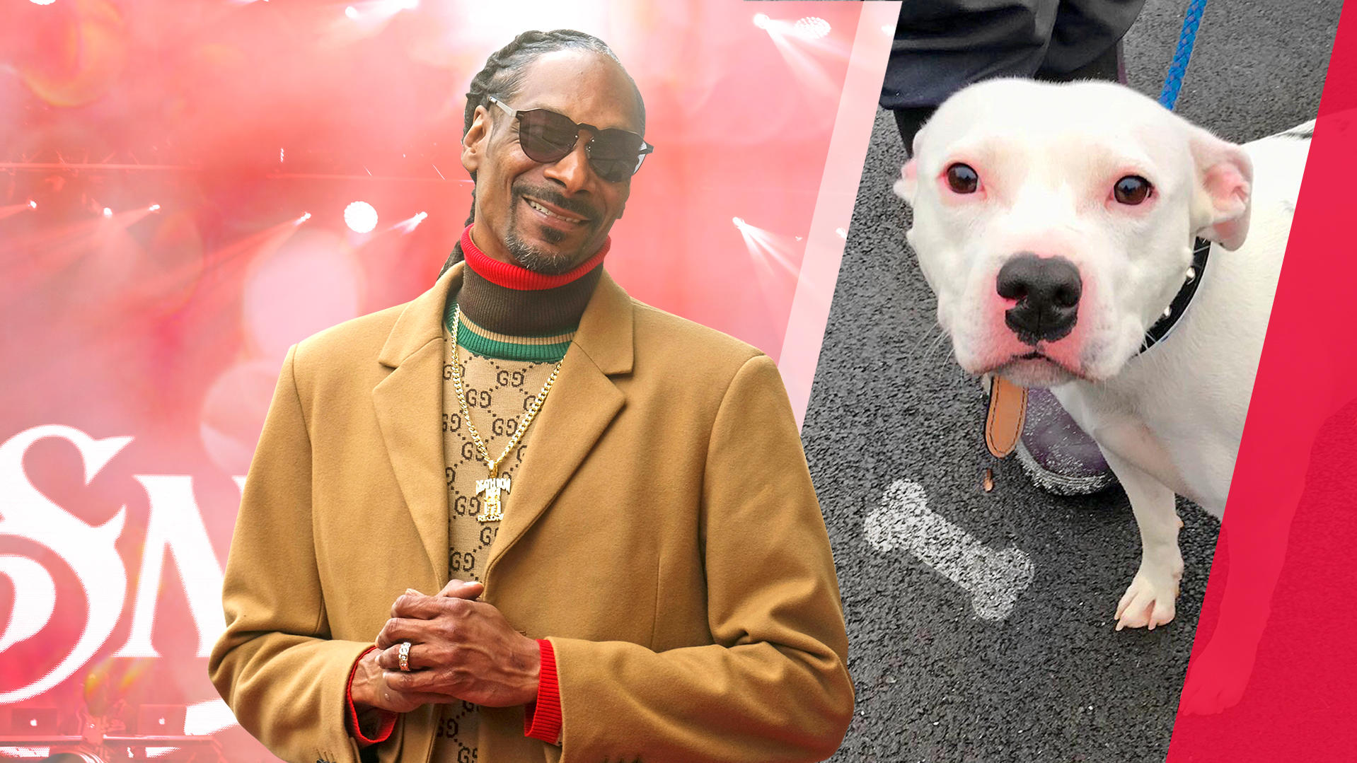 FindelHund goes Hollywood Snoop Dogg möchte Hund Snoop adoptieren