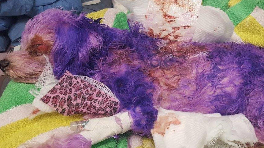 Hund fast tot Besitzer versuchte, ihn lila zu färben