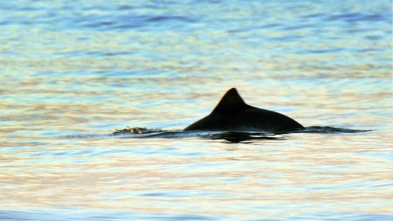 Traurig: Immer weniger Schweinswale in der deutschen Nordsee