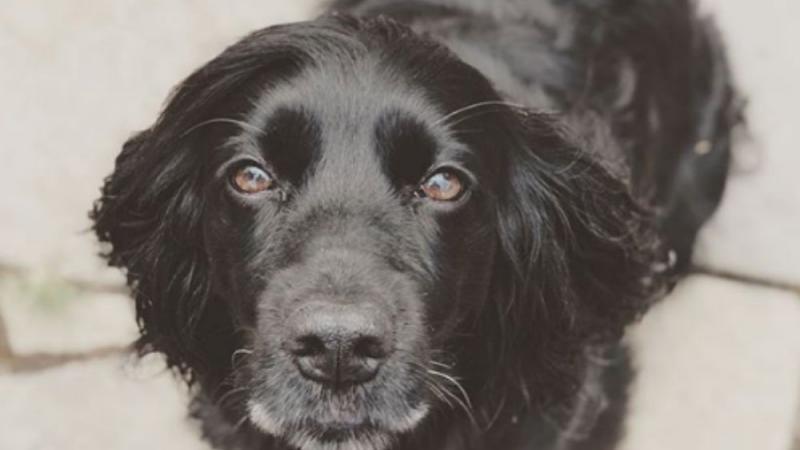 James Middleton Sein Hund half ihm durch seine Depression