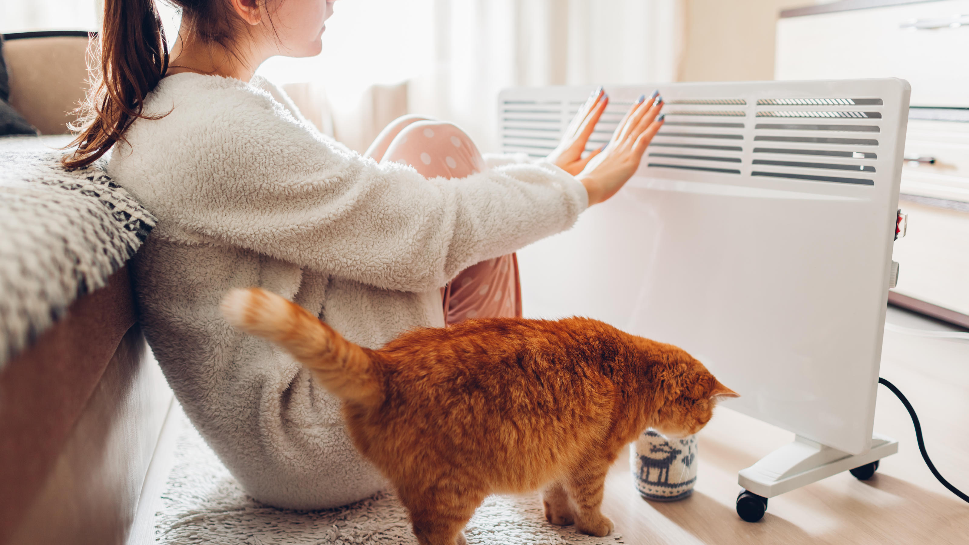 Erkältung bei Haustieren vorbeugen So kommen Hund &amp; Katze durch die