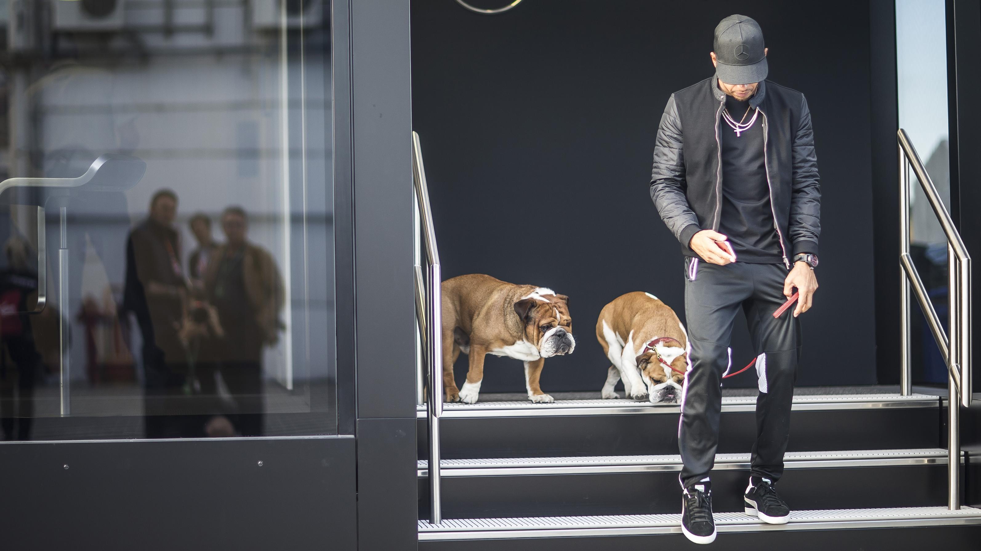 Lewis Hamilton Hund Coco ist tot