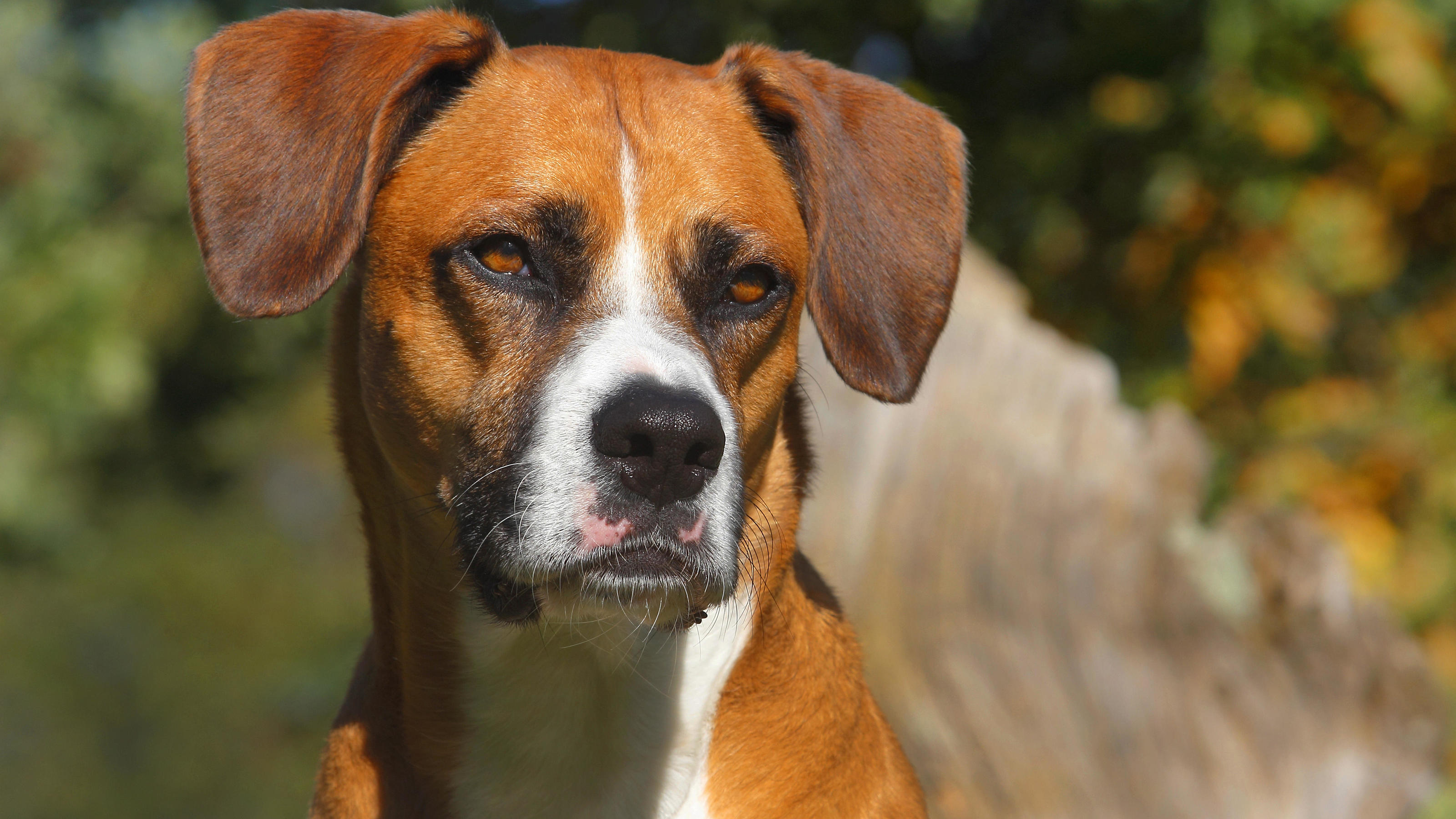 WittenHerbede Hund stirbt nach Messerstichen durch anderen Hundebesitzer