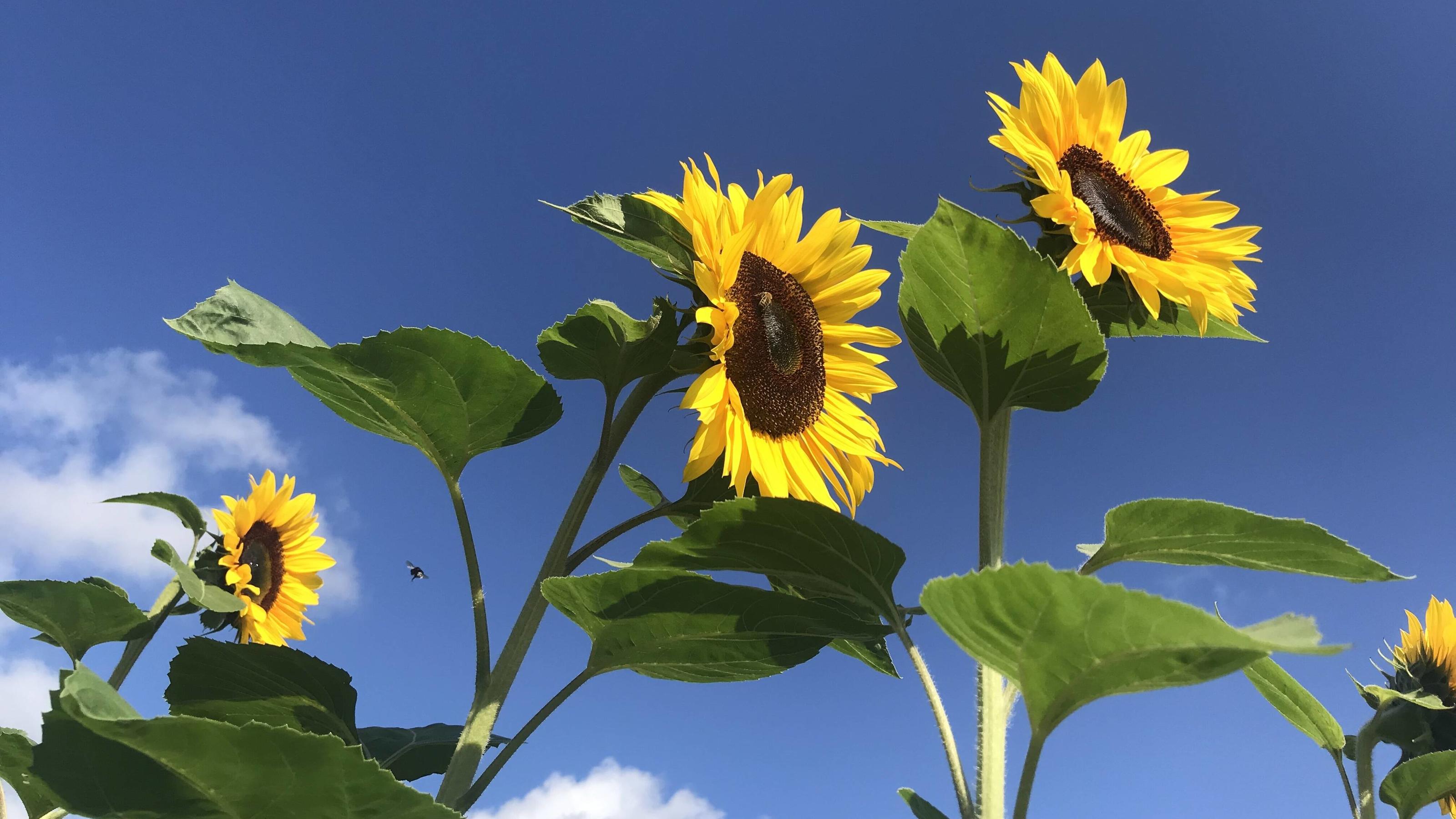 Bild von einem Feld mit Sonnenblumen