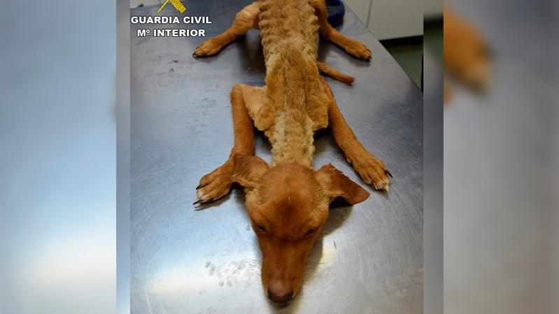 Spanien Polizei rettet 41 Hunde aus TierHölle Video zeigt