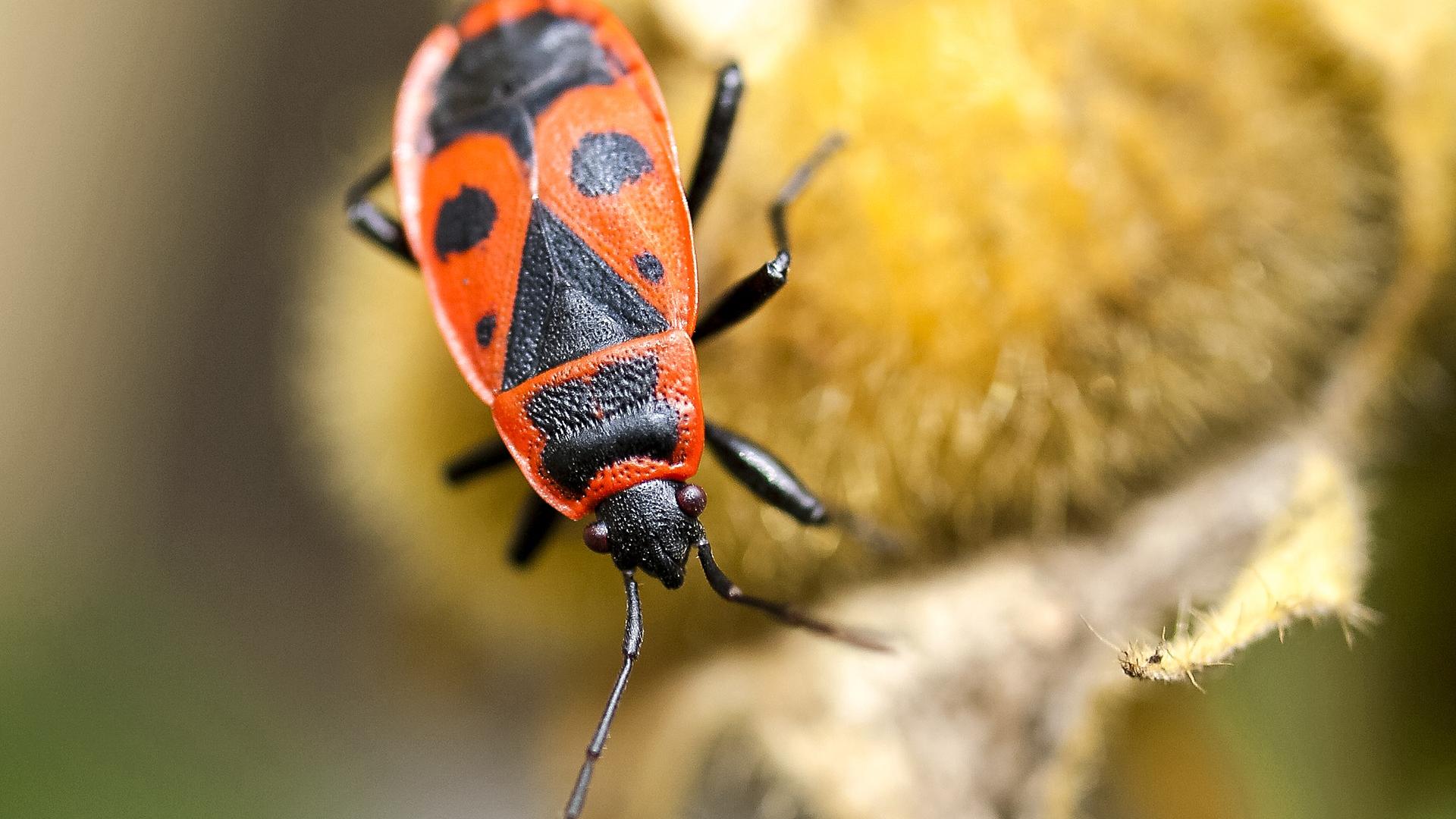 Rote Käfer im Garten Wie gefährlich sind Feuerwanzen und