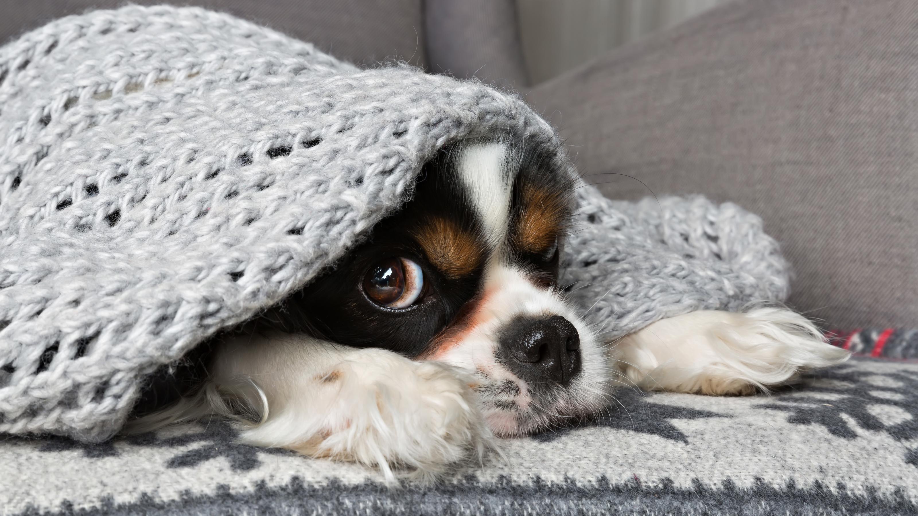 Erkältung bei Haustieren vorbeugen So kommen Hund &amp; Katze durch die