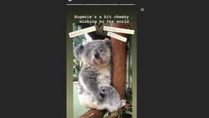 Prinzessin Eugenie ist die Namenspatronin eines Koalababys