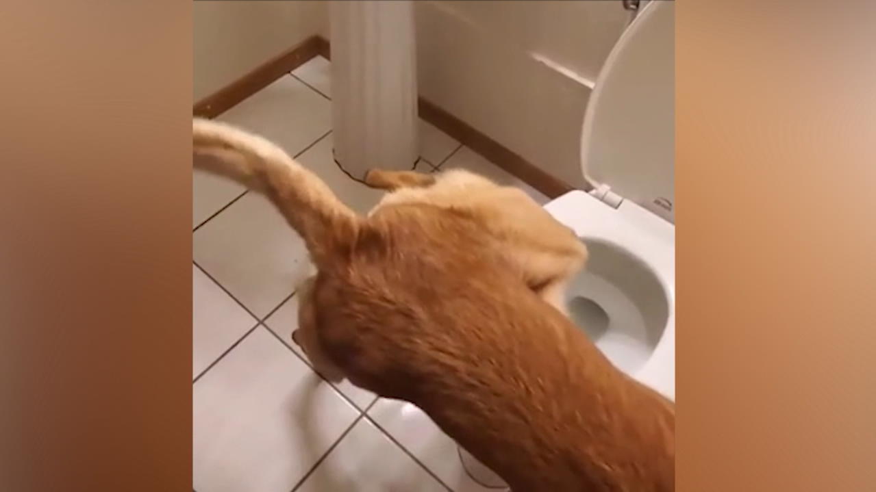 Wie Herrchen Hund macht in die Toilette und zieht danach ab