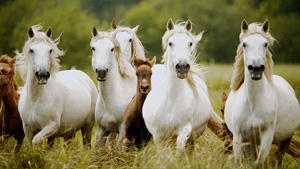 Die APASSIONATA-Pferde