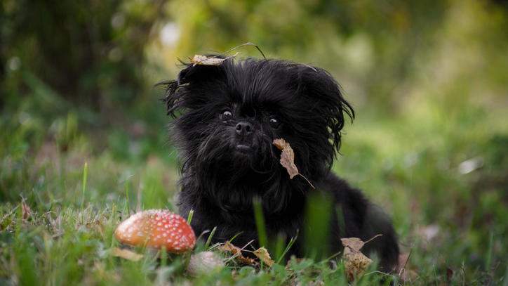 Vorsicht Diese Pilze sind für Ihren Hund giftig