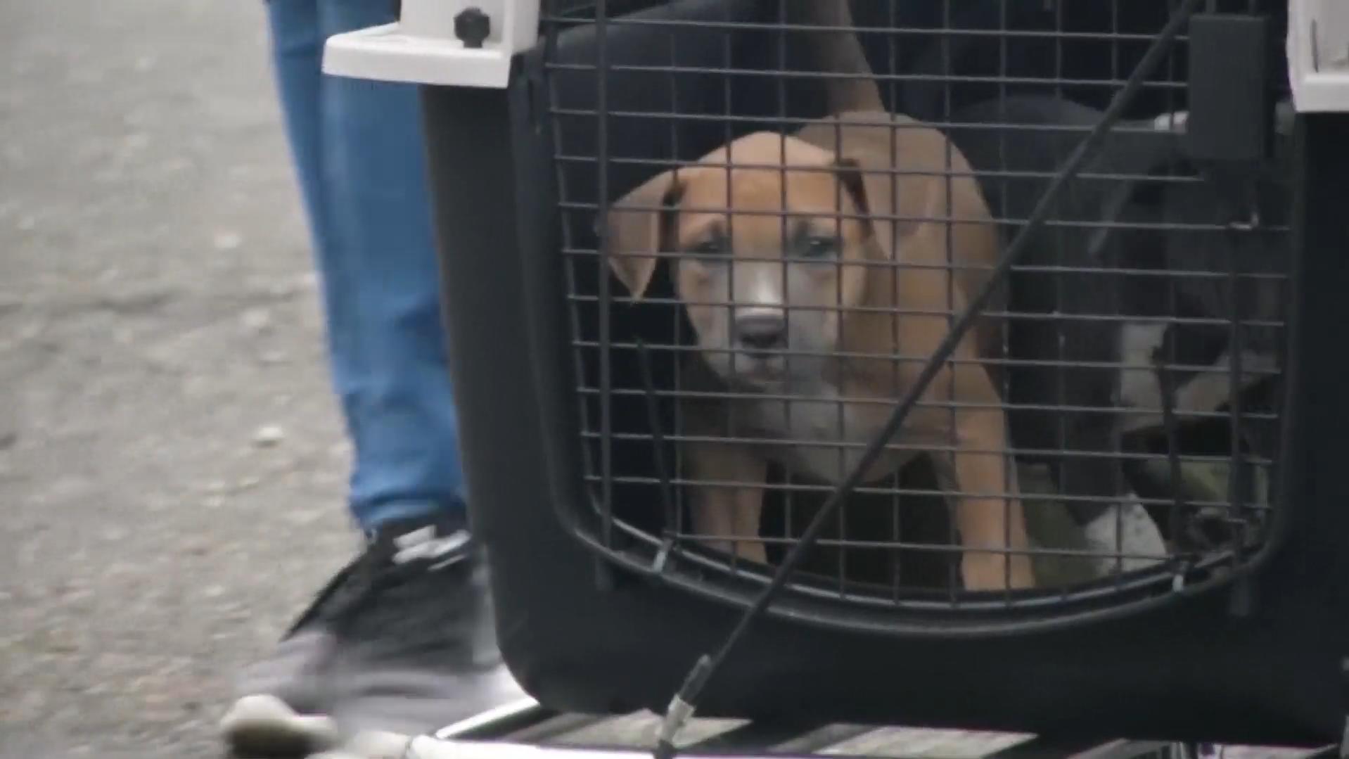 USA Tierschützer organisieren RekordLuftbrücke für Hunde und Katzen