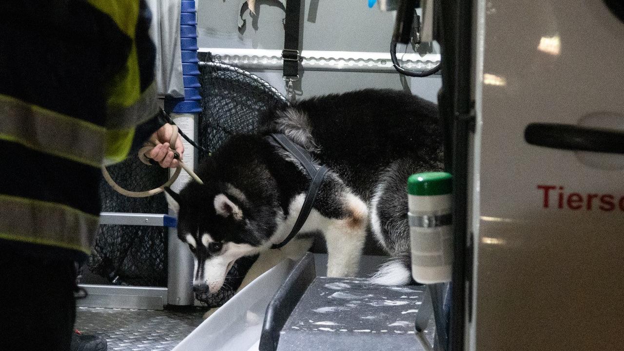 Krefeld Hunde sprangen gegen Fenster Tierrettung holt 19 Huskys aus