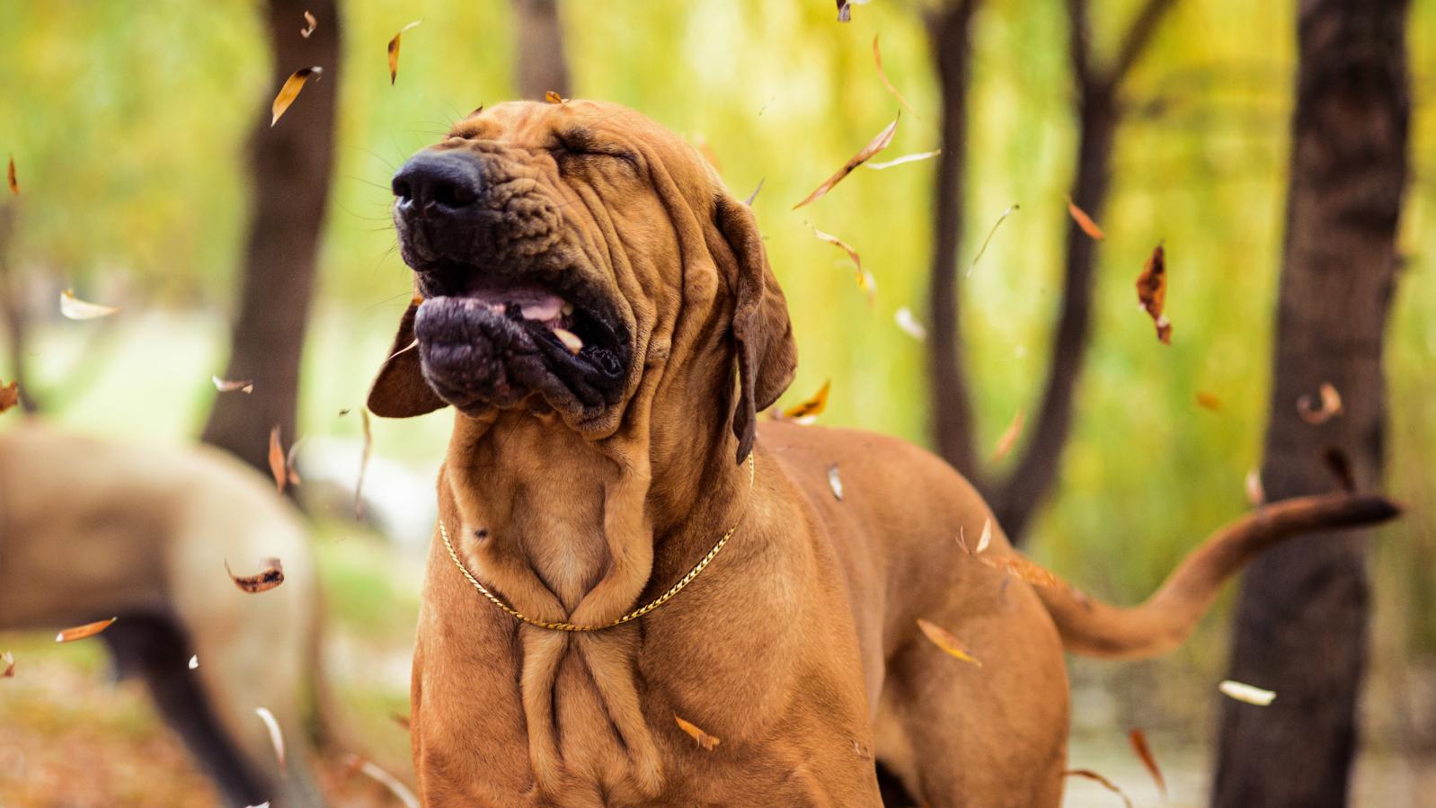 Ihr Hund niest oft? Martin Rütter erklärt mögliche Ursachen und wie Sie