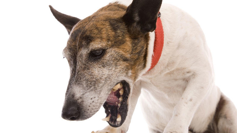 Martin Rütter weiß Rat Was kann ich tun, wenn mein Hund hustet?