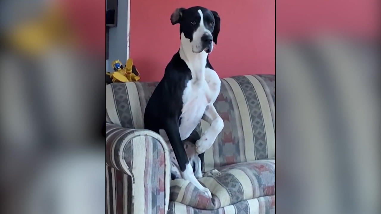 Riesiger Hund in Schockstarre Dogge hockt angsterfüllt auf Sofa aus